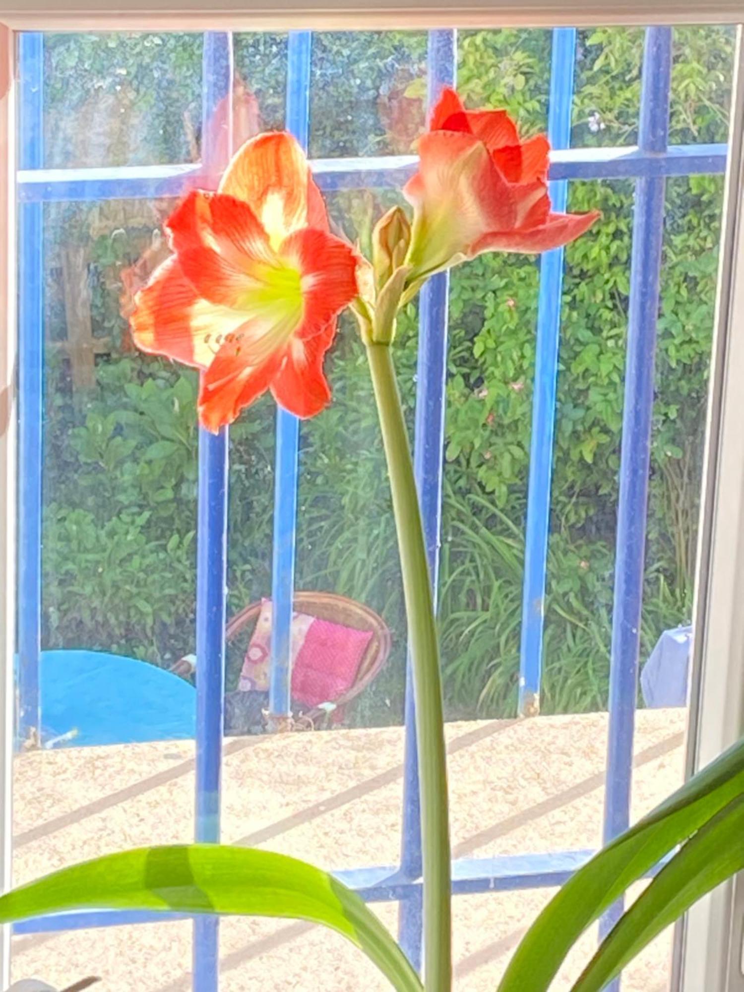 Haut De Jardin Dans Une Maison Дижон Екстериор снимка